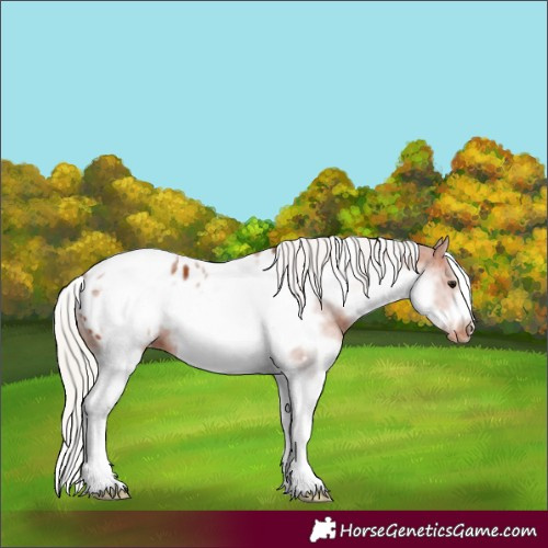 Horse Color:White Spotted Silver Bay Splash Tobiano Frame Appaloosa 