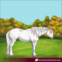 Horse Color:White Spotted Silver Bay Splash Tobiano Frame Appaloosa 