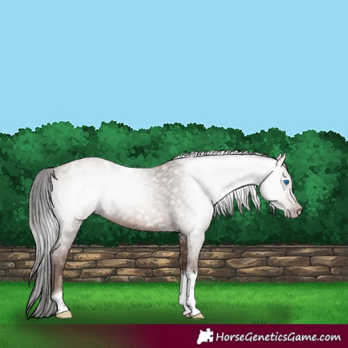 Horse Color:Gray Sable Champagne Roan Tobiano Frame Appaloosa 