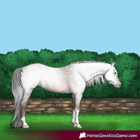 Horse Color:Gray Sable Champagne Roan Tobiano Frame Appaloosa 