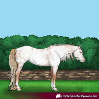 Horse Color:Gray Gold Champagne Roan Tobiano Frame Appaloosa 