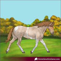 Horse Color:Red Roan Tobiano 