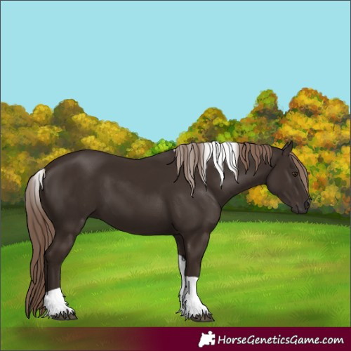 Horse Color:Liver Chestnut Tobiano 