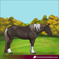 Horse Color:Liver Chestnut Tobiano 