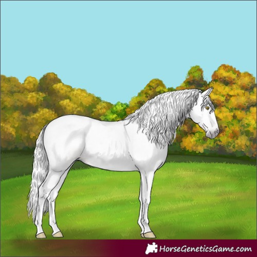 Horse Color:Unknown 
