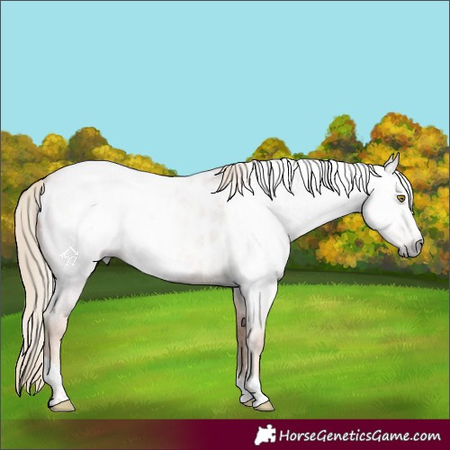 Horse Color:Gray Gold Champagne Roan Tobiano Frame Near Leopard 