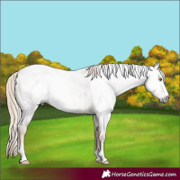 Horse Color:Gray Gold Champagne Roan Tobiano Frame Appaloosa 