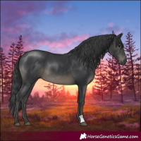 Horse Color:Black 