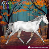 Horse Color:Gray Buckskin Roan Sabino Near Leopard 