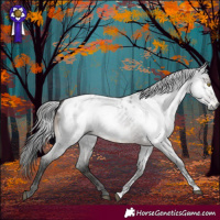 Horse Color:Gray Brown Roan Sabino Appaloosa