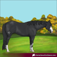 Horse Color:Black 