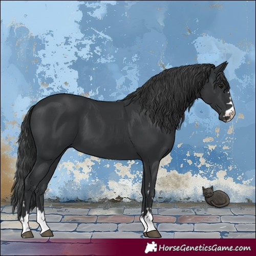 Horse Color:Black 