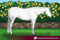 Horse Color:Liver Chestnut Sabino Splash Appaloosa 