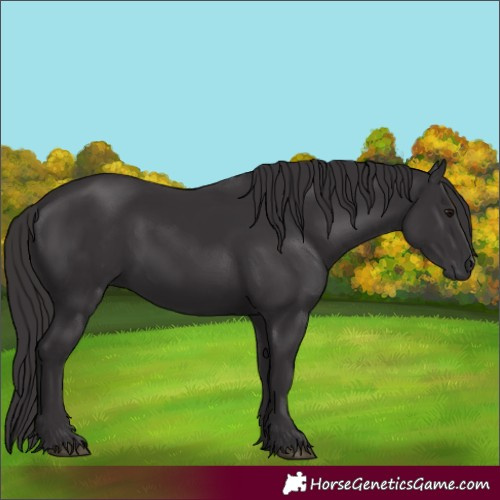 Horse Color:Smoky Black  and Smoky Black 