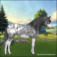 Horse Color:White Spotted Blue Roan Splash Frame Appaloosa 
