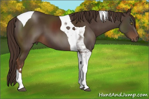Horse Color:Liver Chestnut Sabino Tobiano 
