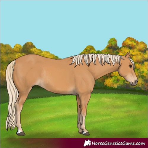 Horse Color:Chestnut Rabicano 