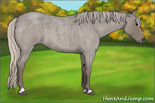 Horse Color:Silver Blue Roan Sabino 
