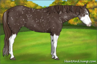 Horse Color:Liver Chestnut Sabino Splash Appaloosa