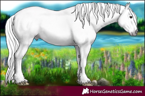 Horse Color:Gray Silver Black Splash Tobiano 