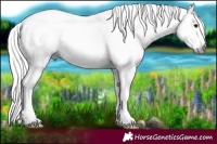 Horse Color:Gray Silver Black Splash Tobiano 