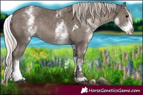 Horse Color:White Spotted Silver Black Tobiano 