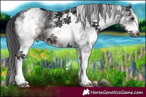 Horse Color:White Spotted Black Ice 