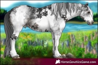Horse Color:White Spotted Black Ice 