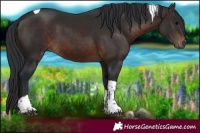Horse Color:Brown Tobiano