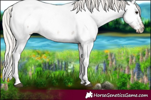 Horse Color:Silver Blue Roan Tobiano Appaloosa