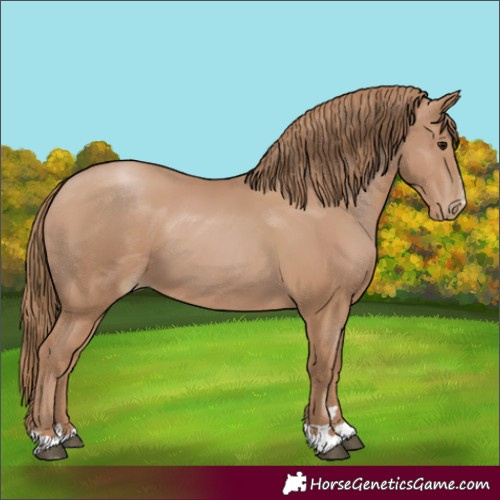 Horse Color:Black Pearl 