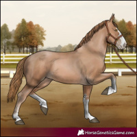 Horse Color:Chestnut Pearl