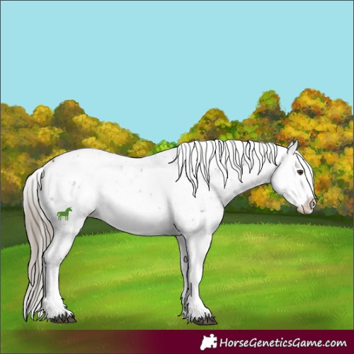 Horse Color:Liver Chestnut Sabino Splash Snowflake Varnish