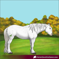 Horse Color:Liver Chestnut Sabino Splash Snowflake Varnish