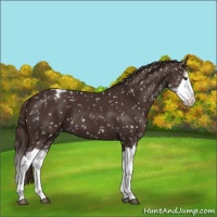 Horse Color:Liver Chestnut Sabino Splash Appaloosa 