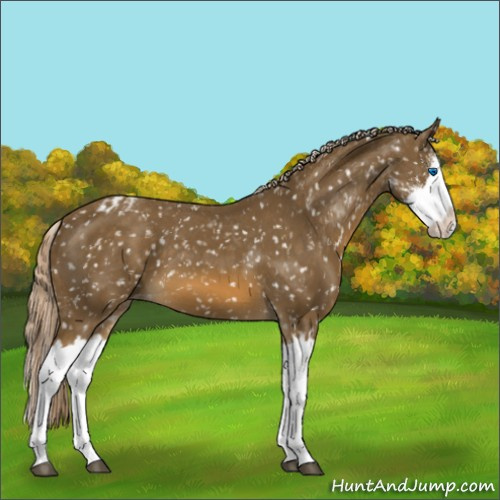 Horse Color:Chocolate Palomino Sabino Splash Appaloosa 