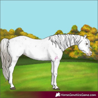 Horse Color:Liver Chestnut Sabino Splash Appaloosa 