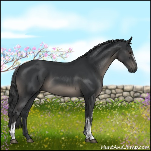 Horse Color:White Spotted Black 