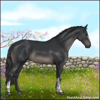 Horse Color:White Spotted Black 