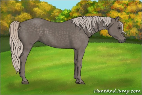 Horse Color:Silver Black 