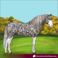 Horse Color:Liver Chestnut Sabino Splash Appaloosa 