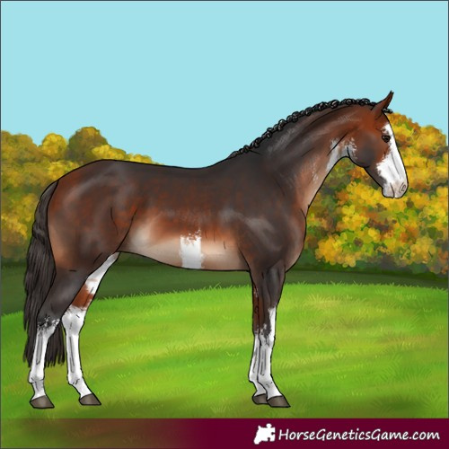 Horse Color:White Spotted Bay 