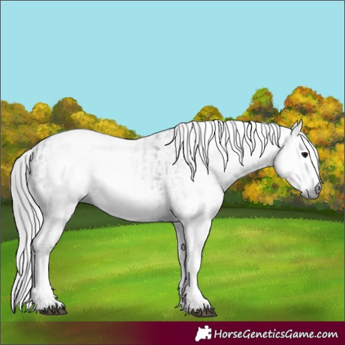 Horse Color:Gray White Spotted Black  and Gray White Spotted Black 