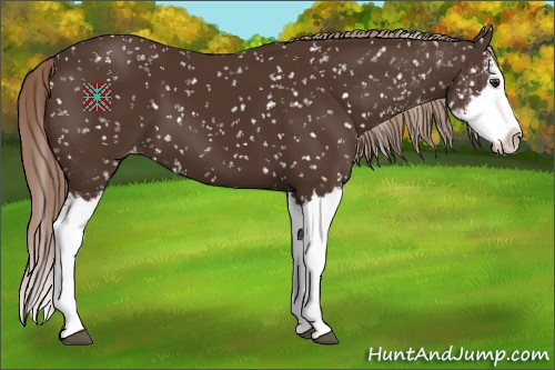 Horse Color:Liver Chestnut Sabino Splash Appaloosa 
