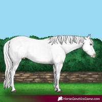 Horse Color:Platinum Chocolate Palomino Onyx Sabino Splash Appaloosa 