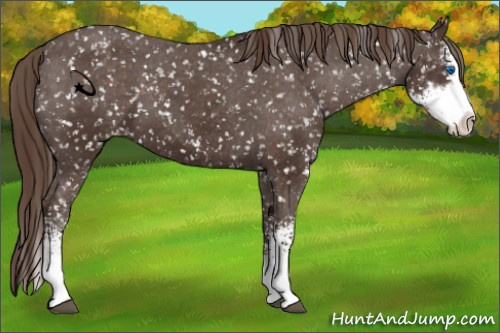 Horse Color:Liver Chestnut Sabino Splash Appaloosa 