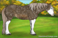 Horse Color:Chocolate Palomino Sabino Splash Appaloosa 