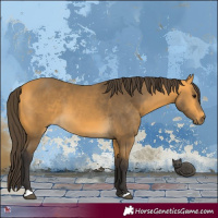 Horse Color:Buckskin 