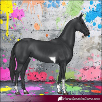 Horse Color:Black Tobiano 