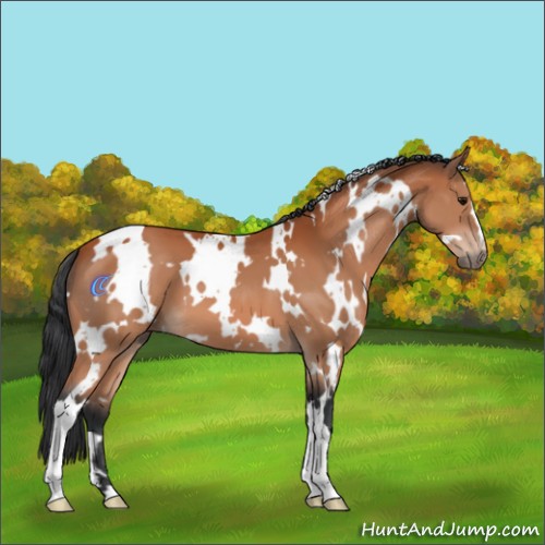 Horse Color:White Spotted Bay 